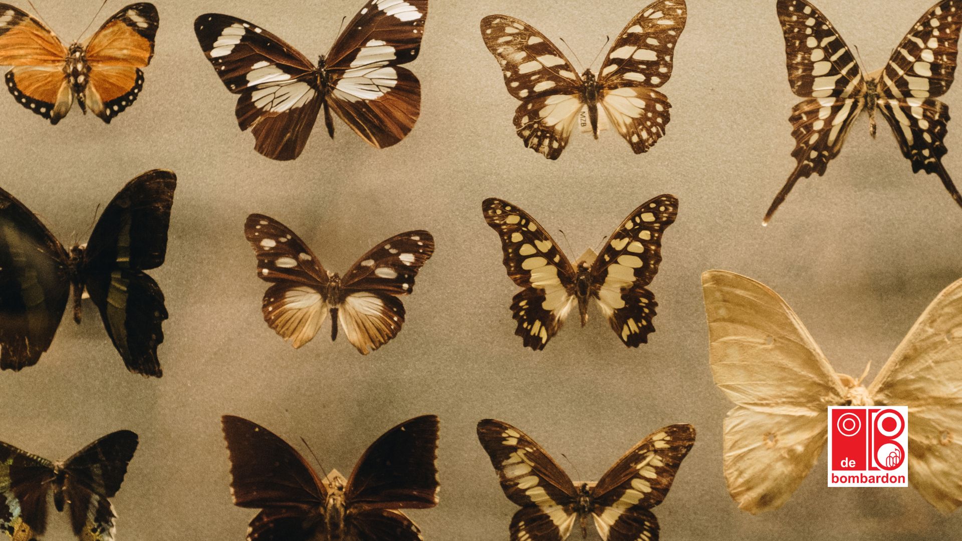 lezing vlinder van de Zoom heemkunde heitse